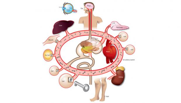 Medical illustration