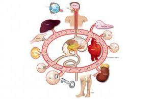 Medical illustration